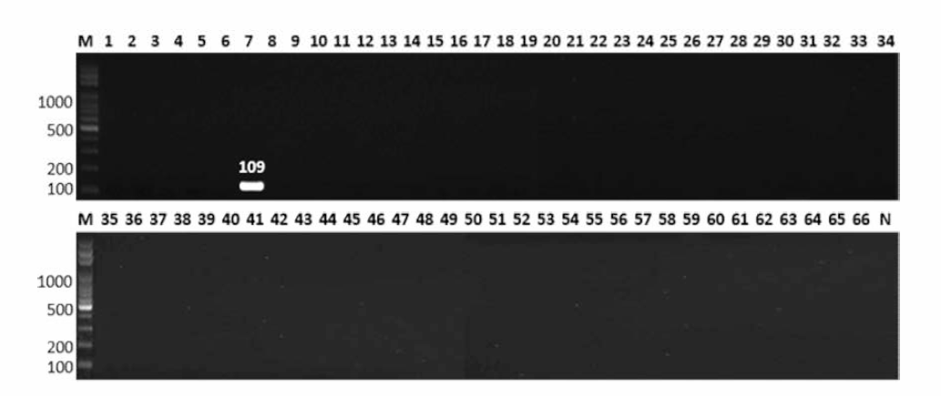 살모넬라 66종에 대한 Infantis 특이 primer의 conventional PCR 특이성 결과