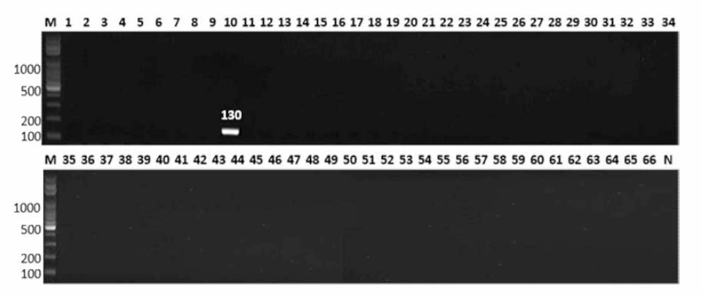 살모넬라 66종에 대한 Mbandaka 특이 primer의 conventional PCR 특이성 결과