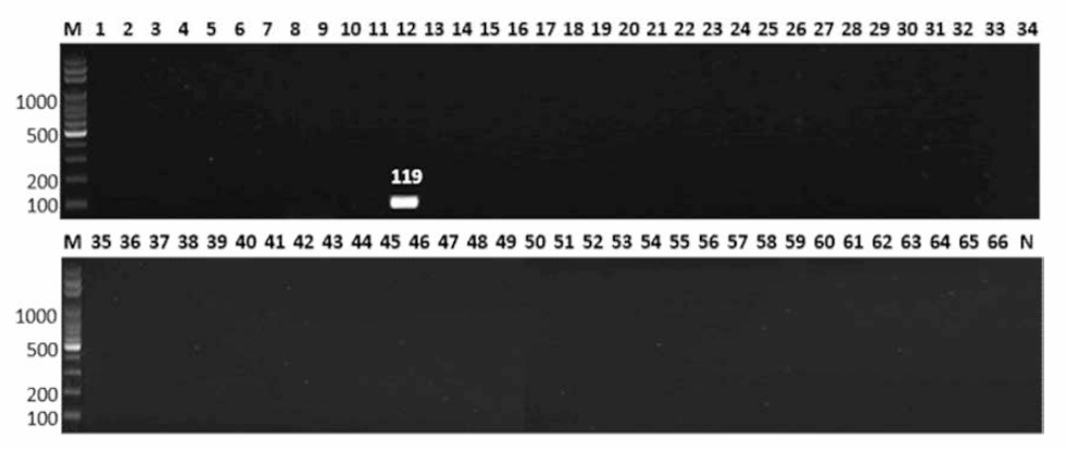 살모넬라 66종에 대한 Ohio 특이 primer의 conventional PCR 특이성 결과