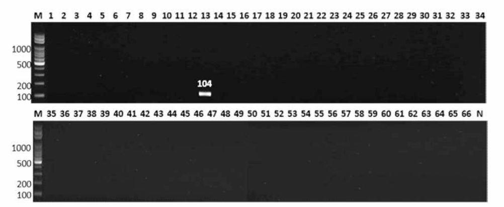 살모넬라 66종에 대한 Panama 특이 primer의 conventional PCR 특이성 결과