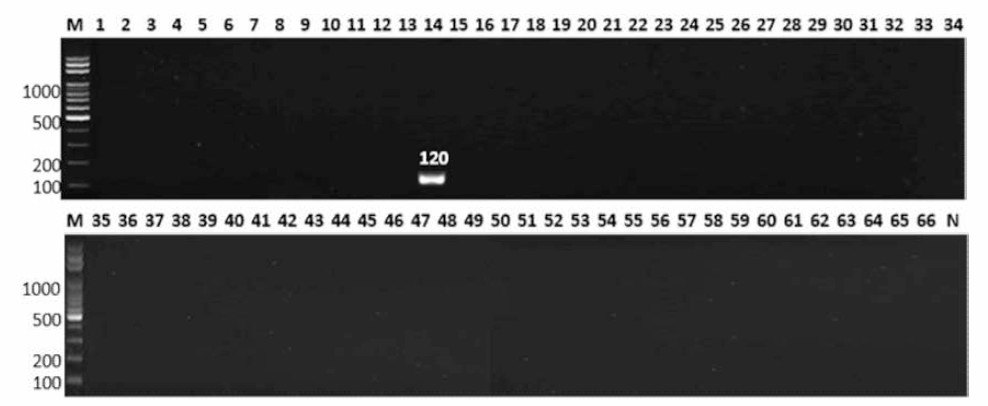 살모넬라 66종에 대한 Paratyphi B 특이 primer의 conventional PCR 특이성 결과