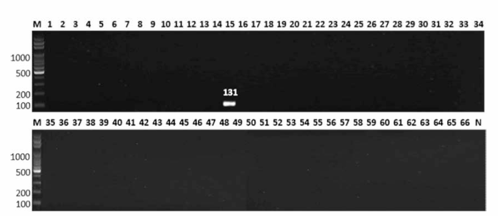 살모넬라 66종에 대한 Schwarzengrund 특이 primer의 conventional PCR 특이성 결과