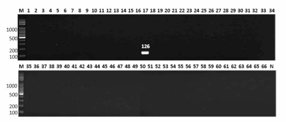 살모넬라 66종에 대한 Thompson 특이 primer의 conventional PCR 특이성 결과