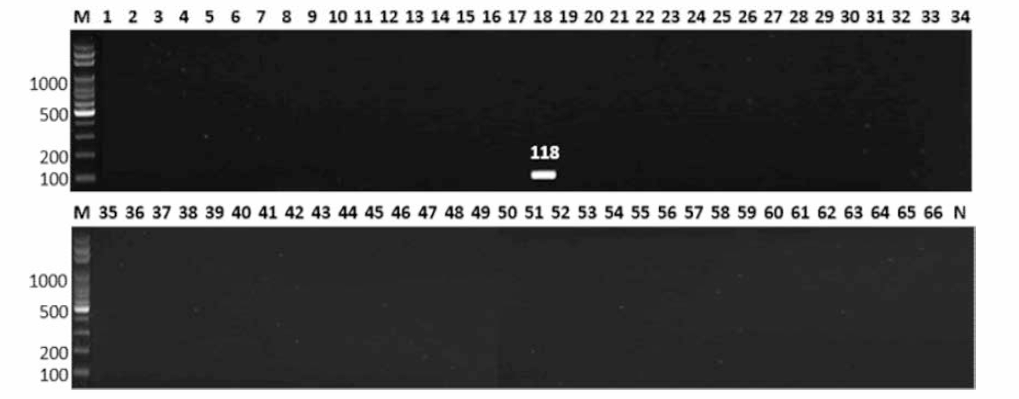 살모넬라 66종에 대한 Typhi 특이 primer의 conventional PCR 특이성 결과