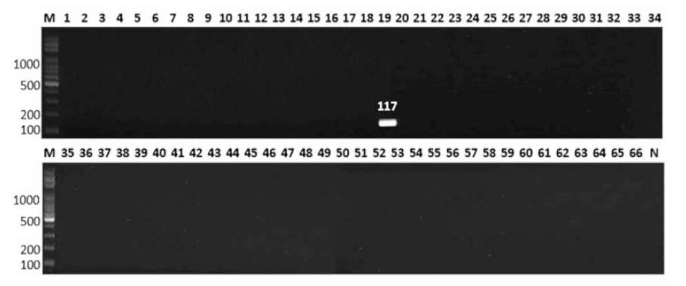 살모넬라 66종에 대한 Typhimurium 특이 primer의 conventional PCR 특이성 결과