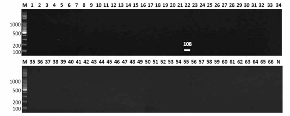 살모넬라 66종에 대한 Brandenburg 특이 primer의 conventional PCR 특이성 결과