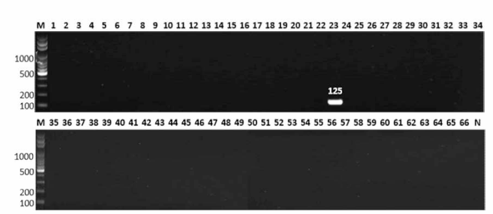 살모넬라 66종에 대한 Choleraesuis 특이 primer의 conventional PCR 특이성 결과