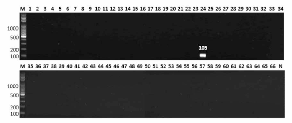 살모넬라 66종에 대한 Heidelberg 특이 primer의 conventional PCR 특이성 결과