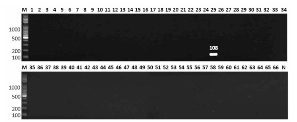 살모넬라 66종에 대한 I 4,[5],12:I:- 특이 primer의 conventional PCR 특이성 결과