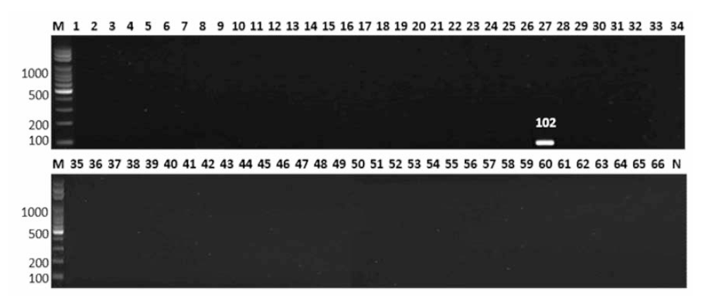 살모넬라 66종에 대한 Kedougou 특이 primer의 conventional PCR 특이성 결과