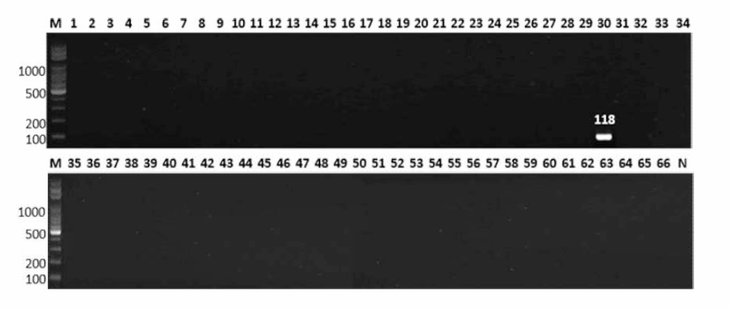 살모넬라 66종에 대한 Meleagridis 특이 primer의 conventional PCR 특이성 결과