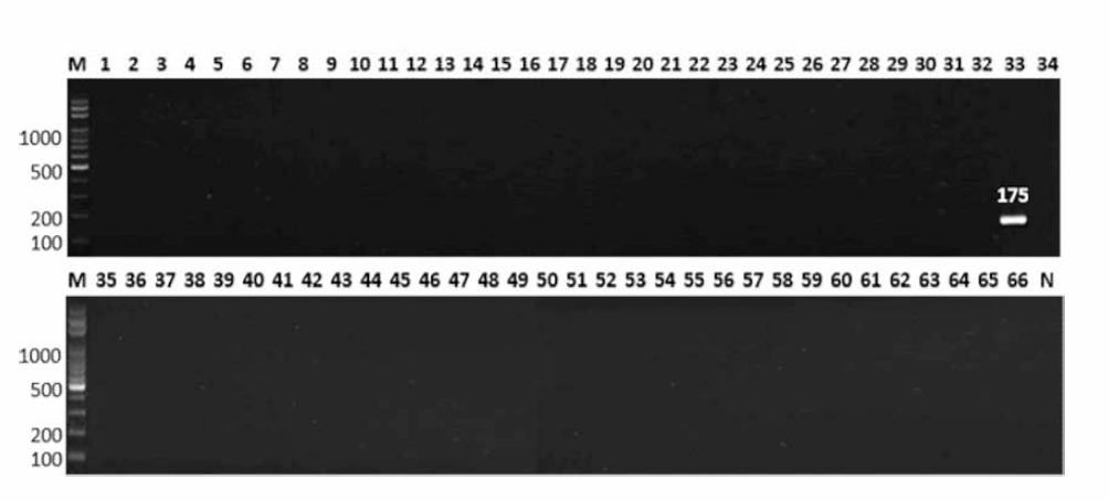 살모넬라 66종에 대한 Muenster 특이 primer의 conventional PCR 특이성 결과