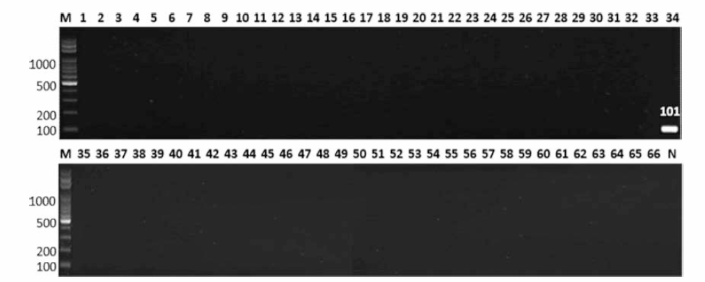 살모넬라 66종에 대한 Oranienburg 특이 primer의 conventional PCR 특이성 결과