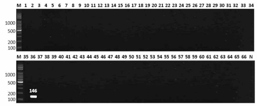 살모넬라 66종에 대한 Paratyphi C 특이 primer의 conventional PCR 특이성 결과