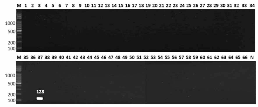 살모넬라 66종에 대한 Reading 특이 primer의 conventional PCR 특이성 결과