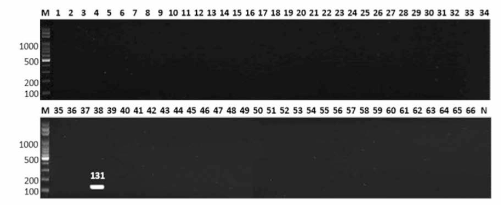 살모넬라 66종에 대한 Senftenberg 특이 primer의 conventional PCR 특이성 결과