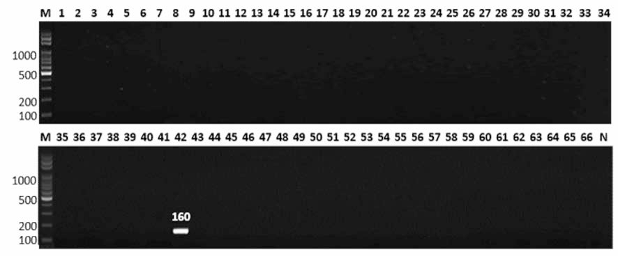 살모넬라 66종에 대한 Bardo 특이 primer의 conventional PCR 특이성 결과