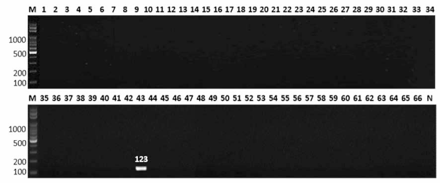 살모넬라 66종에 대한 Bovismorbificans 특이 primer의 conventional PCR 특이성 결과