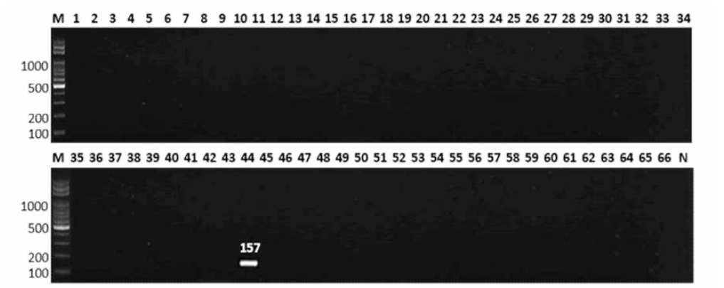 살모넬라 66종에 대한 Cerro 특이 primer의 conventional PCR 특이성 결과