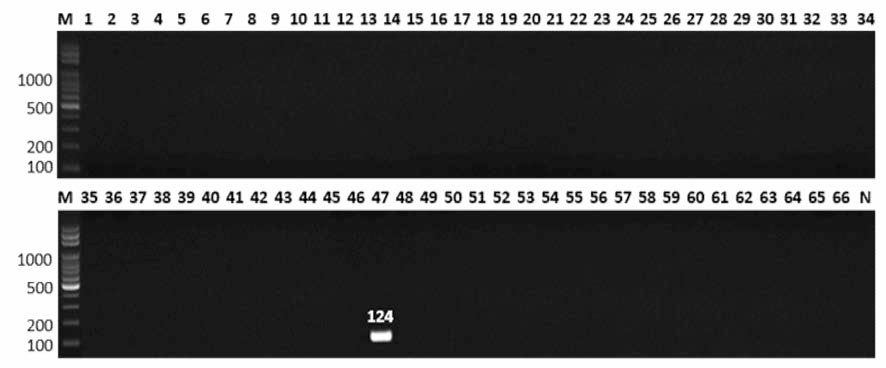 살모넬라 66종에 대한 Blockley 특이 primer의 conventional PCR 특이성 결과