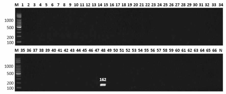 살모넬라 66종에 대한 Hadar 특이 primer의 conventional PCR 특이성 결과