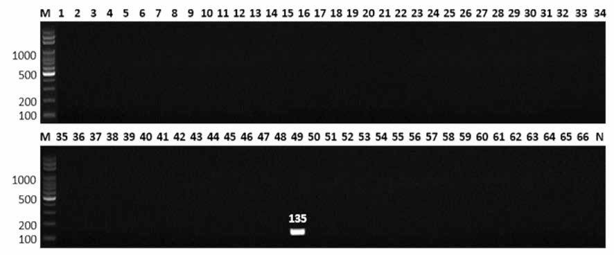 살모넬라 66종에 대한 Hindmarsh 특이 primer의 conventional PCR 특이성 결과