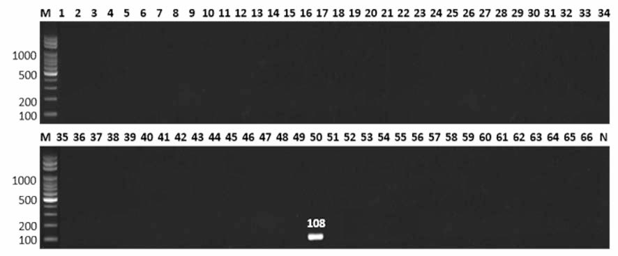 살모넬라 66종에 대한 Kottbus 특이 primer의 conventional PCR 특이성 결과