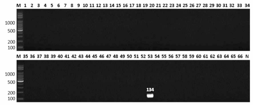 살모넬라 66종에 대한 Muenchen 특이 primer의 conventional PCR 특이성 결과