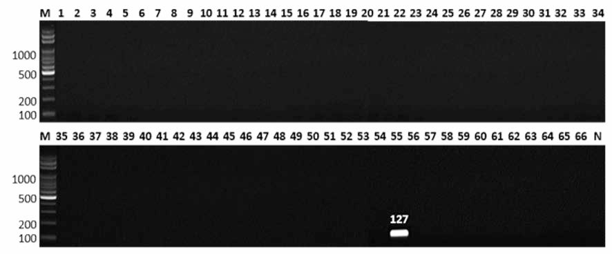 살모넬라 66종에 대한 Poona 특이 primer의 conventional PCR 특이성 결과