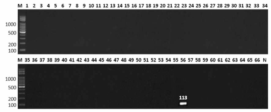 살모넬라 66종에 대한 Gallinarum 특이 primer의 conventional PCR 특이성 결과