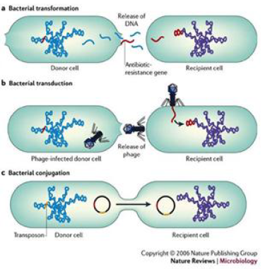 세균 간 유전적 정보 교환을 통한 항생제 내성 기전 모식도