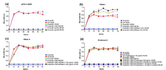 Growth kinetic profiles of RC85 cells in the presence of a growth-inhibiting concentration of ampicillin (30 μg/mL) plus 15 μg/mL of RC85+ OMVs pretreated with various enzymes, of with plasmid or genomic DNA instead of OMVS