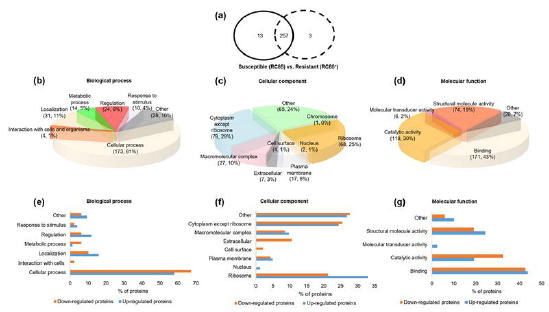 Venn diagrams show the total proteins obtained from RC85+ and RC85 OMVs while the bar graphs categorize the proteins that showed differential expression in RC85+ OMVs vs. RC85 OMVS