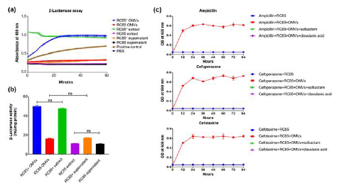 Investigation of the differences in β-lactamase activity between cell extracts, culture supernatant, and OMVs from RC85+ and RC85 cells