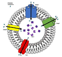 Estimation mechanism of OMVs according to degrading β-lactam antibiotics