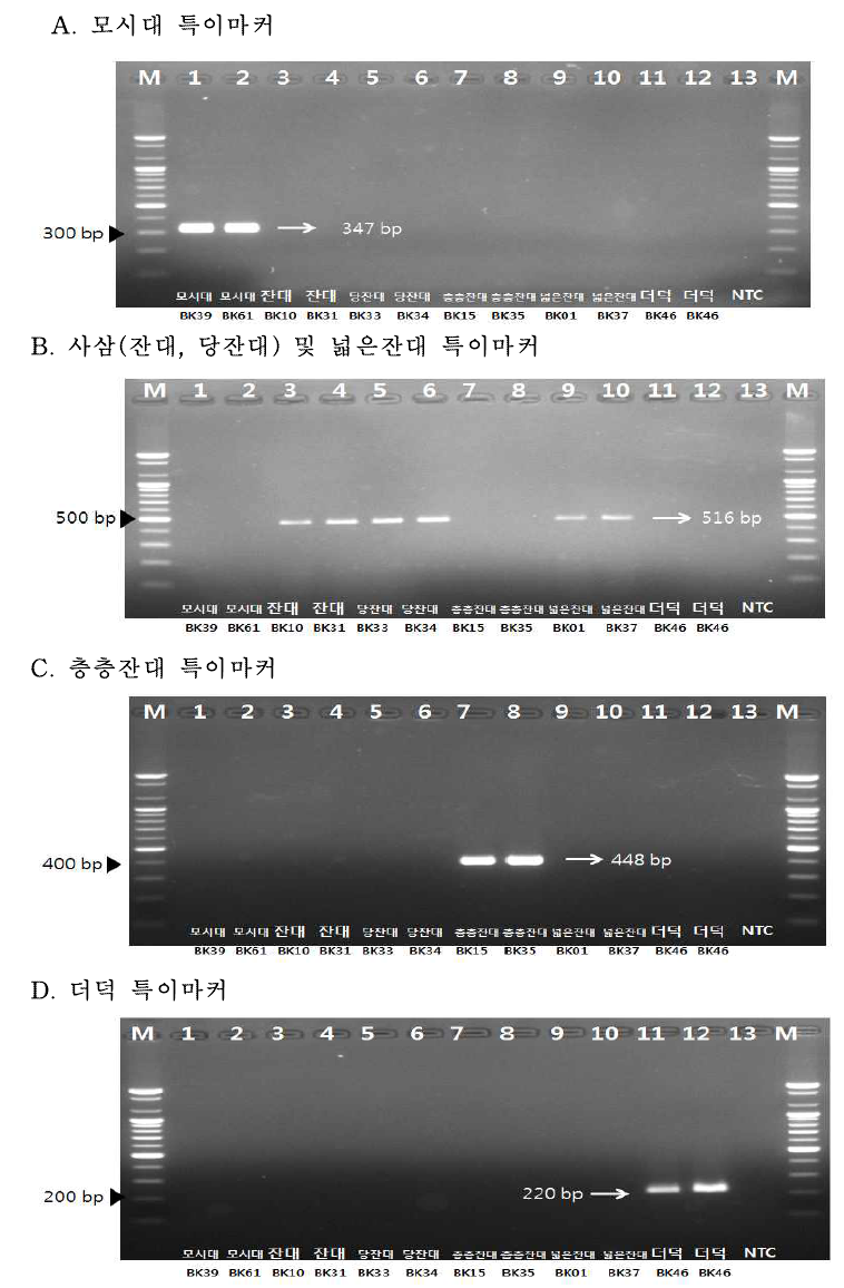 모시대, 사삼(잔대, 당잔대), 층층잔대, 넓은잔대, 더덕 특이 프라이머를 이용한 각 품목의 특이 밴드 확인. M : 100bp Size marker; NTC : no template control