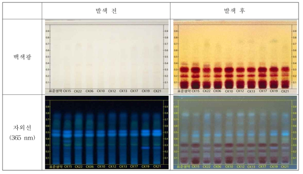 HPTLC 결과 사진. 백색광과 자외선(365 nm) 하에서 검체의 패턴을 확인하였음