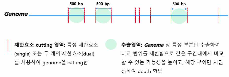 제한효소를 이용한 타겟팅