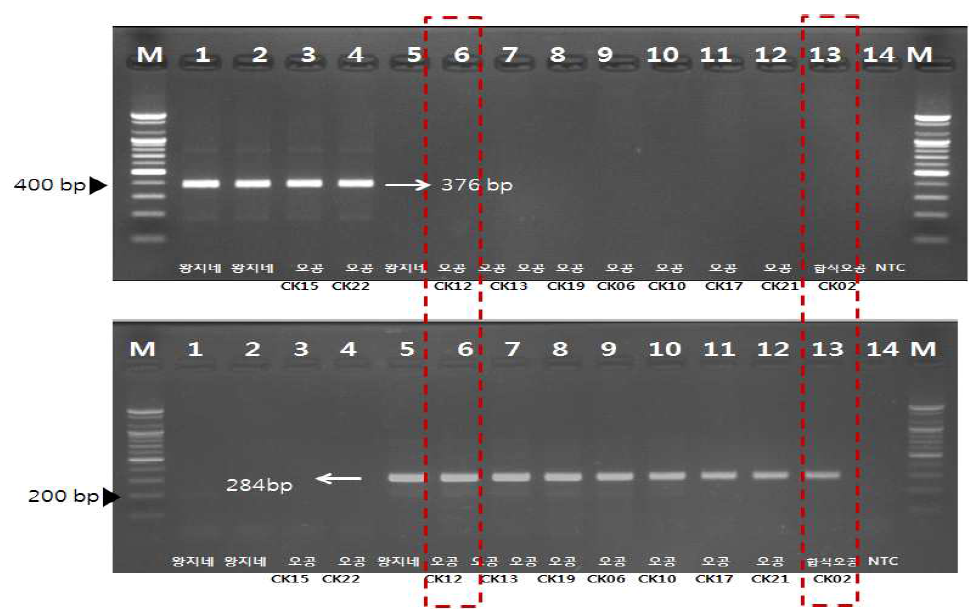 오공 및 위품 특이 프라이머를 이용한 각 품목의 특이 밴드 확인 M : 100bp Size marker; NTC : no template control