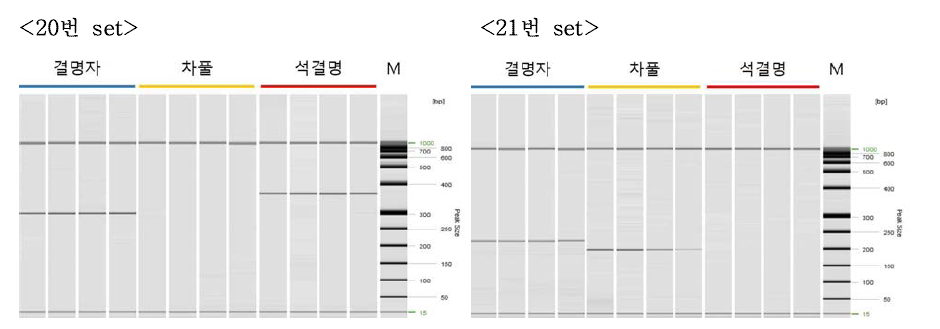 유전체 분석에서 선발된 감별마커 후보군의 적용 결과. 후보군 중 20번 및 21번 세트를 활용하여 결명자, 차풀 및 석결명의 감별이 가능함