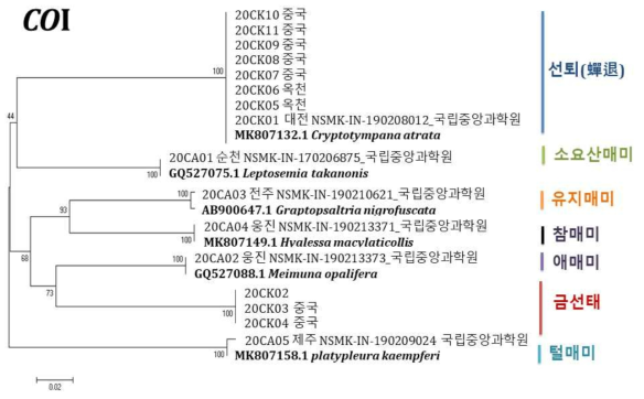 선퇴 검체 시료에 대한 COI 구간에 대한 유연관계 분석(Neighbor joining tree)