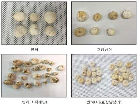 반하와 호장남성 성상 비교