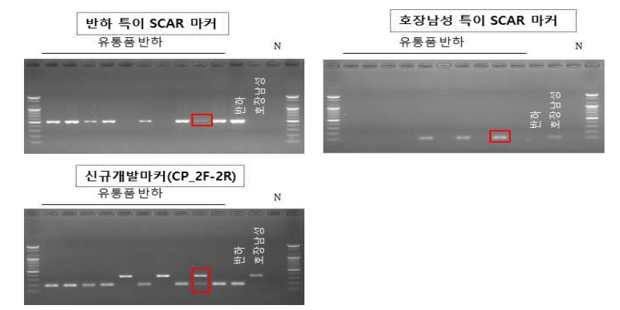 SCAR-marker와 신규개발마커(CP_2F-2R)의 결과 비교. SCA-marker와 신규개발마커 간 결과가 동일하였고 신규개발마커 활용 시 호장남성 혼입여부를 1회 실험으로 확인 가능함