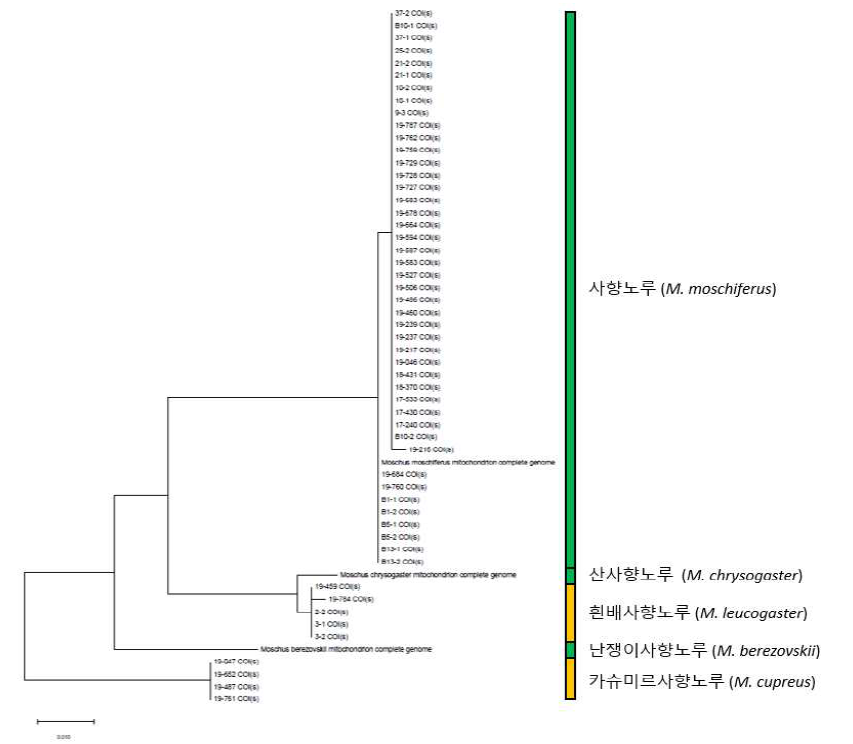 신규 개발된 SH_COI(s) 마커의 분석 결과. 기원종 외 다른 유사 기원도 검출이 가능함