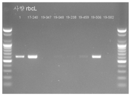 가루사향에 대한 rbcL 유전자 분석 결과. PCR 밴드가 확인된 검체는 식물성 물질이 함유 되었음을 의미함