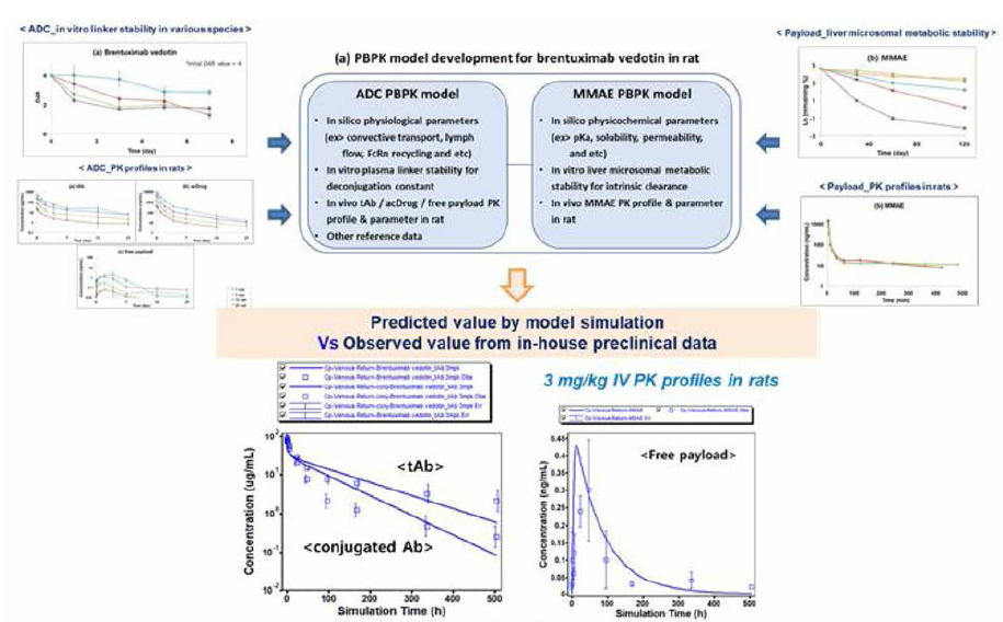 랫드에서 brentuximab vedotin에 대한 ADC 및 payload PBPK 모델 확립