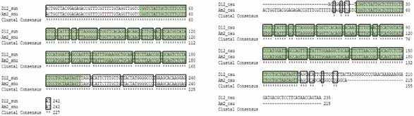 DIAm SNP 02 multiple sequence alignment (a) 서울대，(b) 중앙대