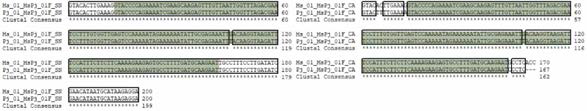 MsPj SNP 01 multiple sequence alignment (a) 서울대，(b) 중앙대