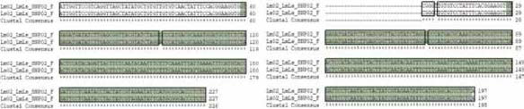 LmLs SNP 02 multiple sequence alignment (a) 서울대，(b) 중앙대