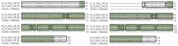 DcOj SNP 06 multiple sequence alignment (a) 서울대，(b) 중앙대